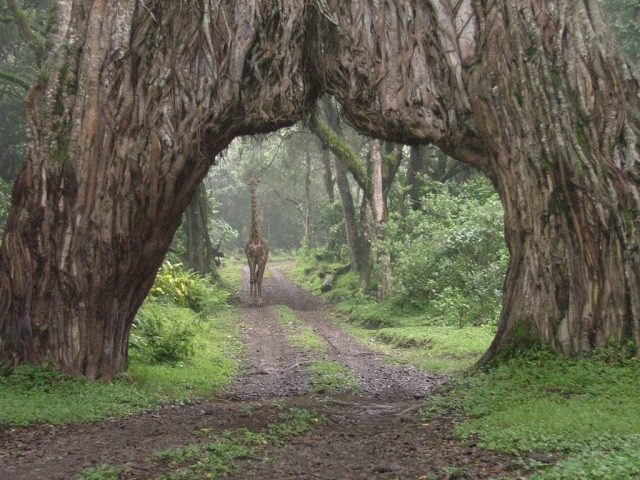 Arusha_Natinoal_Park