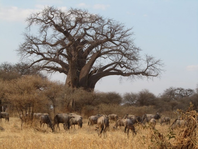 Baobab and Wildebeests