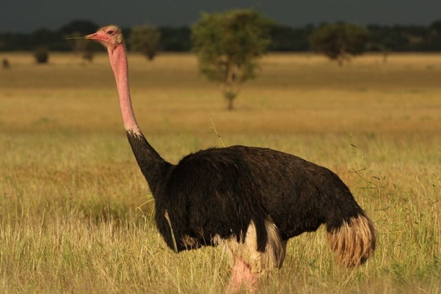 Struthio_camelus_-Tarangire_National_Park,_Tanzania-8