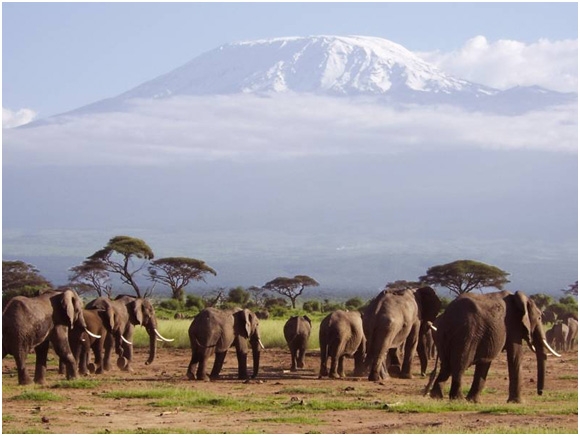 kilimanjaro-national-park-1