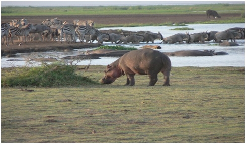 lake-manyara-national-park-1