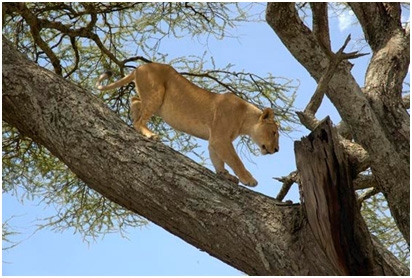 lake-manyara-national-park-2