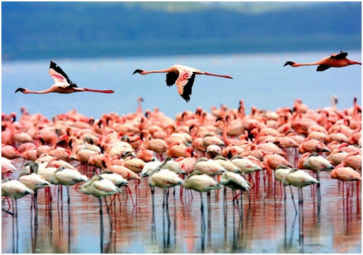 lake-manyara-national-park-3