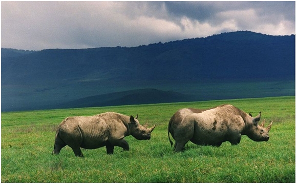 ngorongoro-conservation-area-3