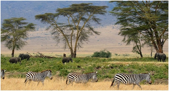 ngorongoro-conservation-area-7