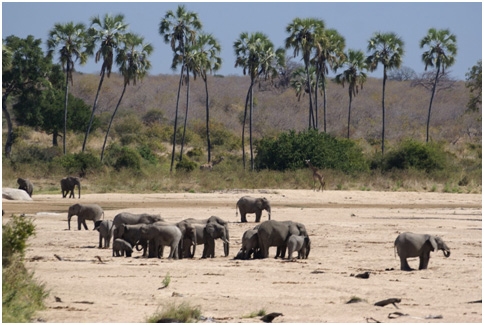 ruaha-national-park-4