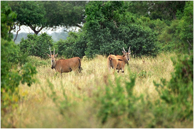 saadani-national-park-2