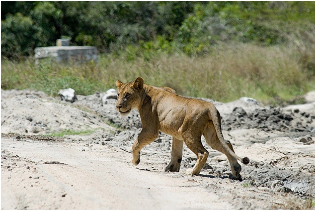 saadani-national-park-4