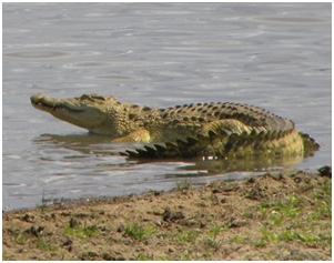 selous-game-reserve-3