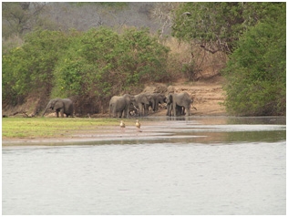 selous-game-reserve-4