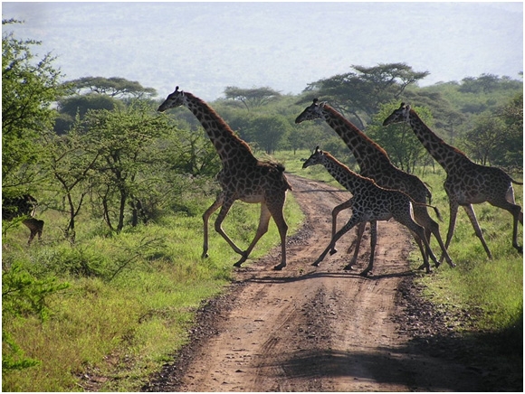 serengeti-national-park-2