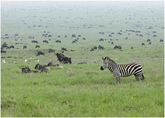 serengeti-national-park-3