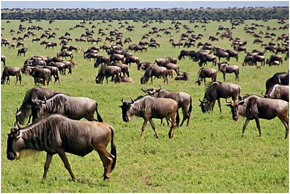 serengeti-national-park-4