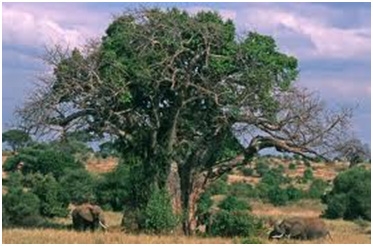 tarangire-national-park-2