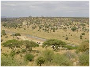 tarangire-national-park-3