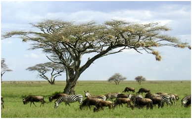 tarangire-national-park-4